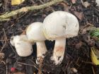 Agaricus xanthodermus