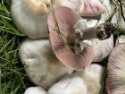 Agaricus xanthodermus