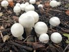 Agaricus xanthodermus
