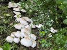 Agaricus xanthodermus