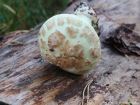 Amanita citrina