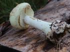 Amanita citrina