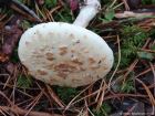 Amanita citrina