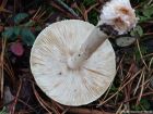 Amanita citrina