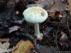 Amanita citrina