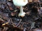 Amanita citrina