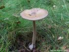 Amanita submembranacea