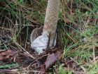 Amanita submembranacea