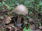 Amanita submembranacea