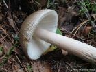 Amanita submembranacea