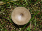 Ampulloclitocybe clavipes