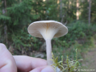 Ampulloclitocybe clavipes