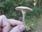 Ampulloclitocybe clavipes