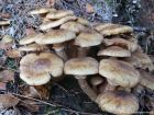 Armillaria borealis