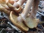 Armillaria borealis