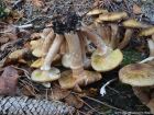 Armillaria borealis