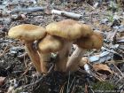 Armillaria borealis