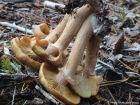 Armillaria borealis