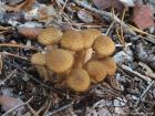 Armillaria borealis