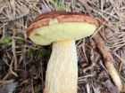 Aureoboletus projectellus