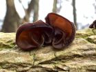 Auricularia auricula-judae