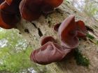 Auricularia auricula-judae