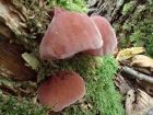 Auricularia auricula-judae
