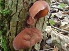 Auricularia auricula-judae