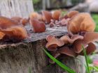 Auricularia auricula-judae