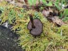 Auriscalpium vulgare