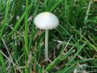 Bolbitius titubans