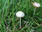 Bolbitius titubans