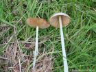 Bolbitius titubans