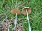 Bolbitius titubans