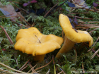 Cantharellus cibarius