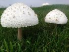 Chlorophyllum molybdites