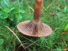 Chroogomphus rutilus