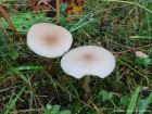 Clitocybe fragrans