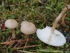 Clitocybe fragrans