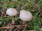 Clitocybe fragrans