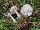 Clitocybe fragrans