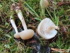 Clitocybe fragrans