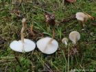 Clitocybe fragrans