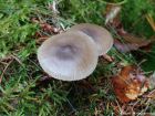 Clitocybe metachroa