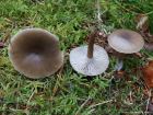 Clitocybe metachroa