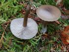 Clitocybe metachroa