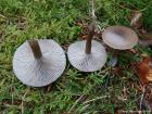 Clitocybe metachroa