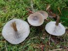 Clitocybe metachroa