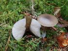 Clitocybe metachroa