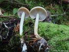 Connopus acervatus